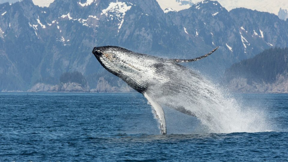 Kenai Fjords National Park - Alaska - Doets Reizen