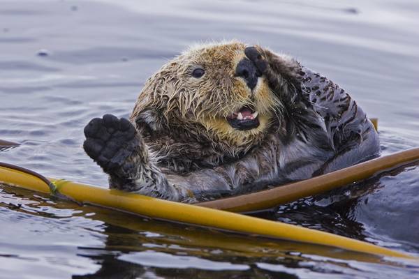 Pacific Rim National Park - Vancouver Island - British Columbia - Canada - Doets Reizen