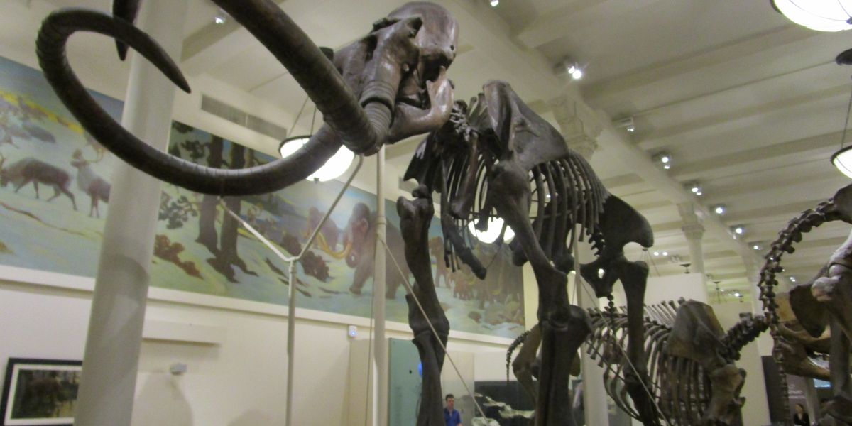 American Museum of National History - New York - Doets Reizen