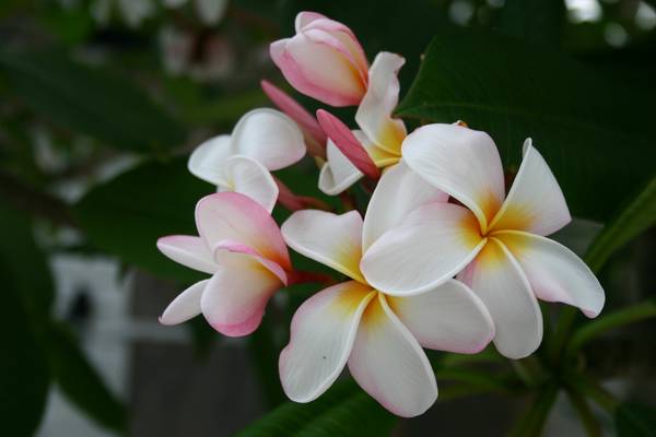 Bloemen Florida - Doets Reizen