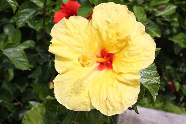 Maui - Hawaii - Doets Reizen