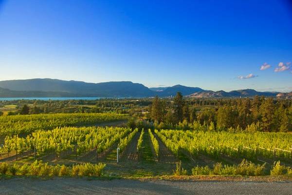 Tantalus Vineyards - Kelowna - Okanagan Valley - British Columbia - Canada - Doets Reizen