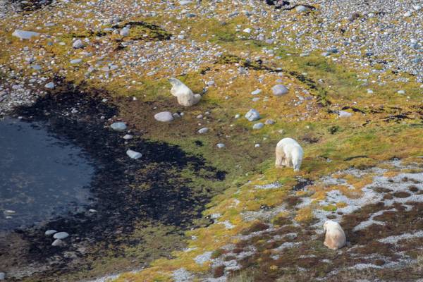 IJsbeer - Manitoba - Canada - Doets Reizen