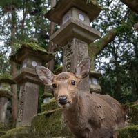 Hert_-_Nara_-_Kyoto_-_Japan_-_Doets_Reizen_-_credits_Penny