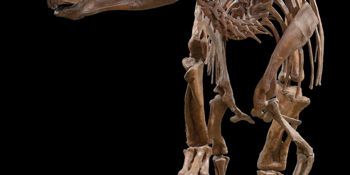 National Museum of Natural History - Washington D.C. - Doets Reizen
