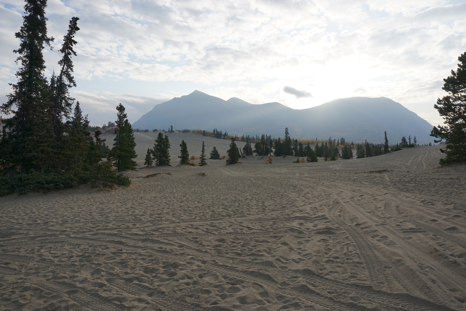 Carcross Desert - Yukon - Canada - Doets Reizen
