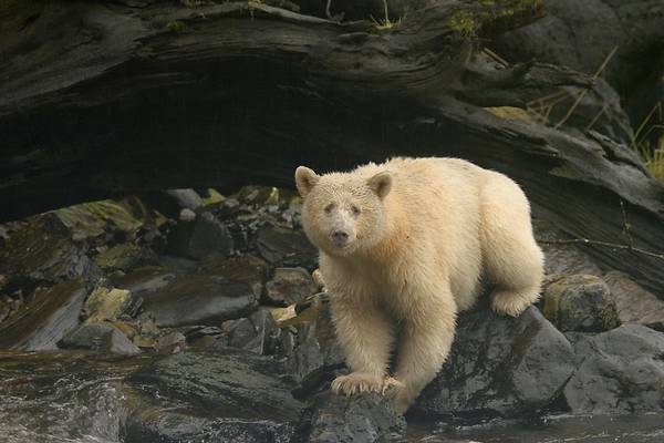 Spirit Bear - Great Bear Rainforest - British Columbia - Canada - Doets Reizen