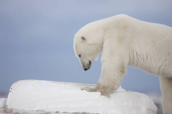 IJsbeer Churchill - Manitoba - Canada - Doets Reizen