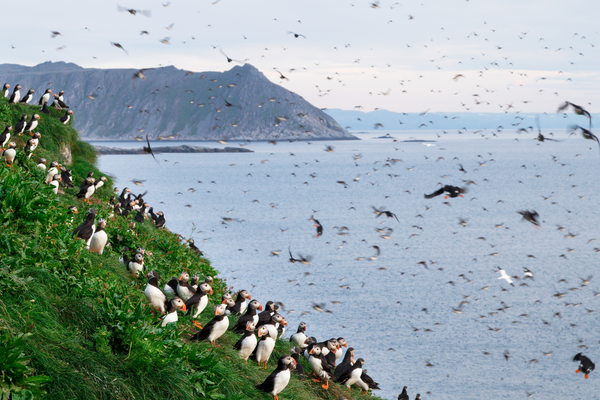 Gjesværstappan - Doets Reizen - Vakantie Noorwegen - Credits VisitNorway.com