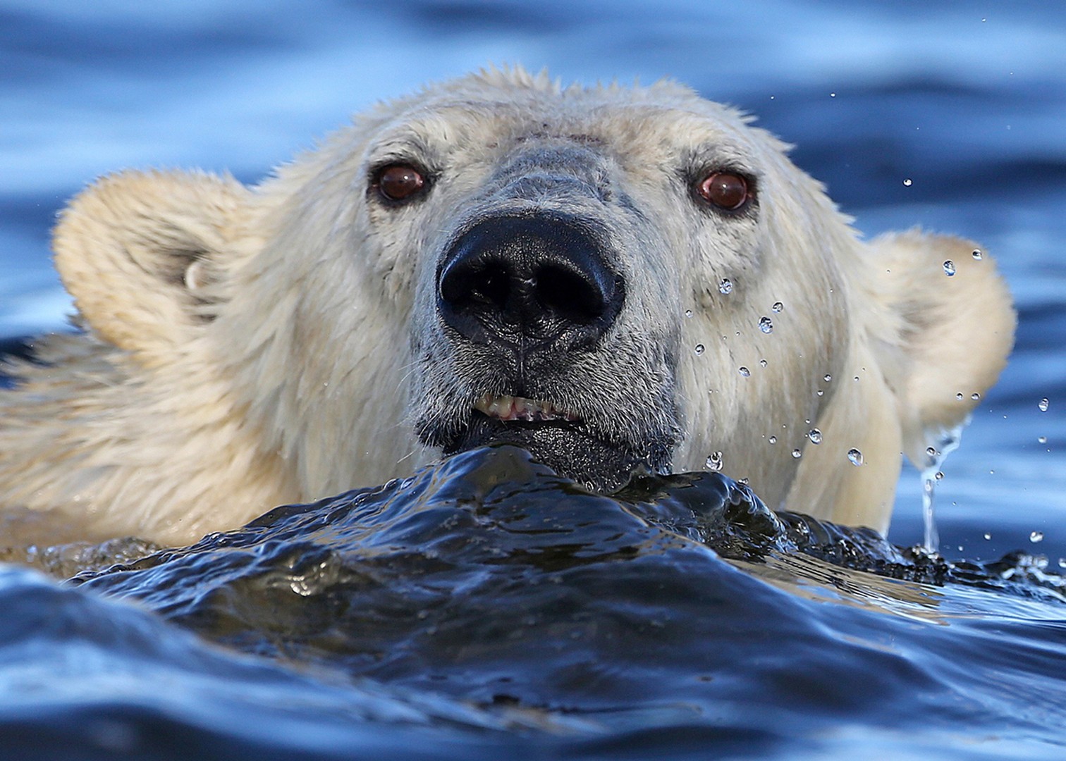 IJsbeer Churchill - Manitoba - Canada - Doets Reizen