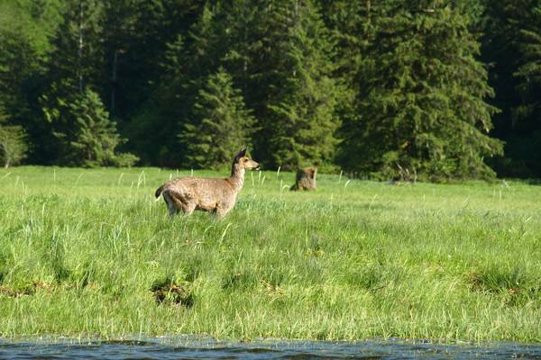 Knight Inlet Lodge - British Columbia - Canada - Doets Reizen