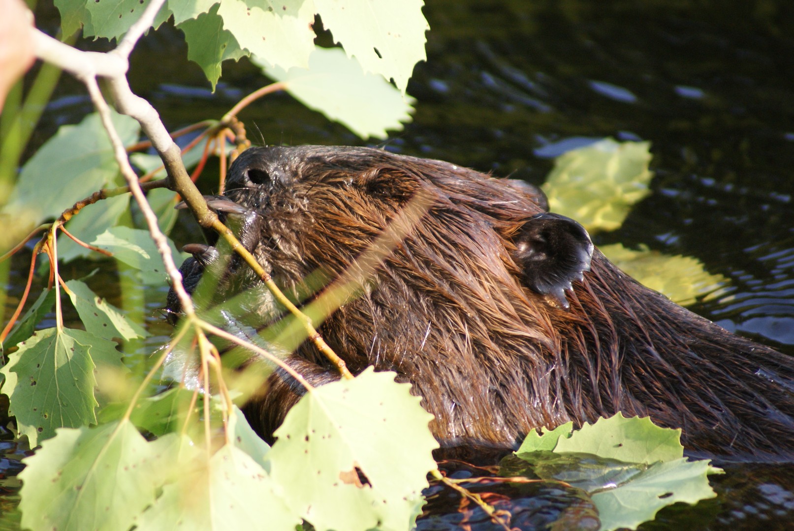 Sacacomie Lodge - Quebec - Canada - Doets Reizen