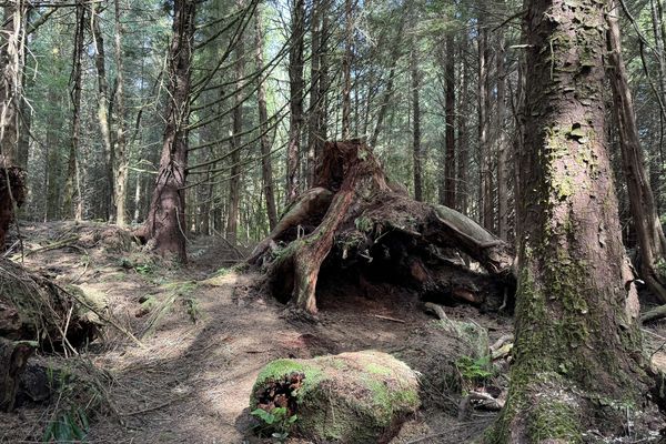 Port Renfrew - Botanical Beach - Vancouver Island - Canada - Doets Reizen