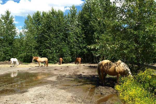 Wells Gray Provincial Park - British Columbia - Canada - Doets Reizen