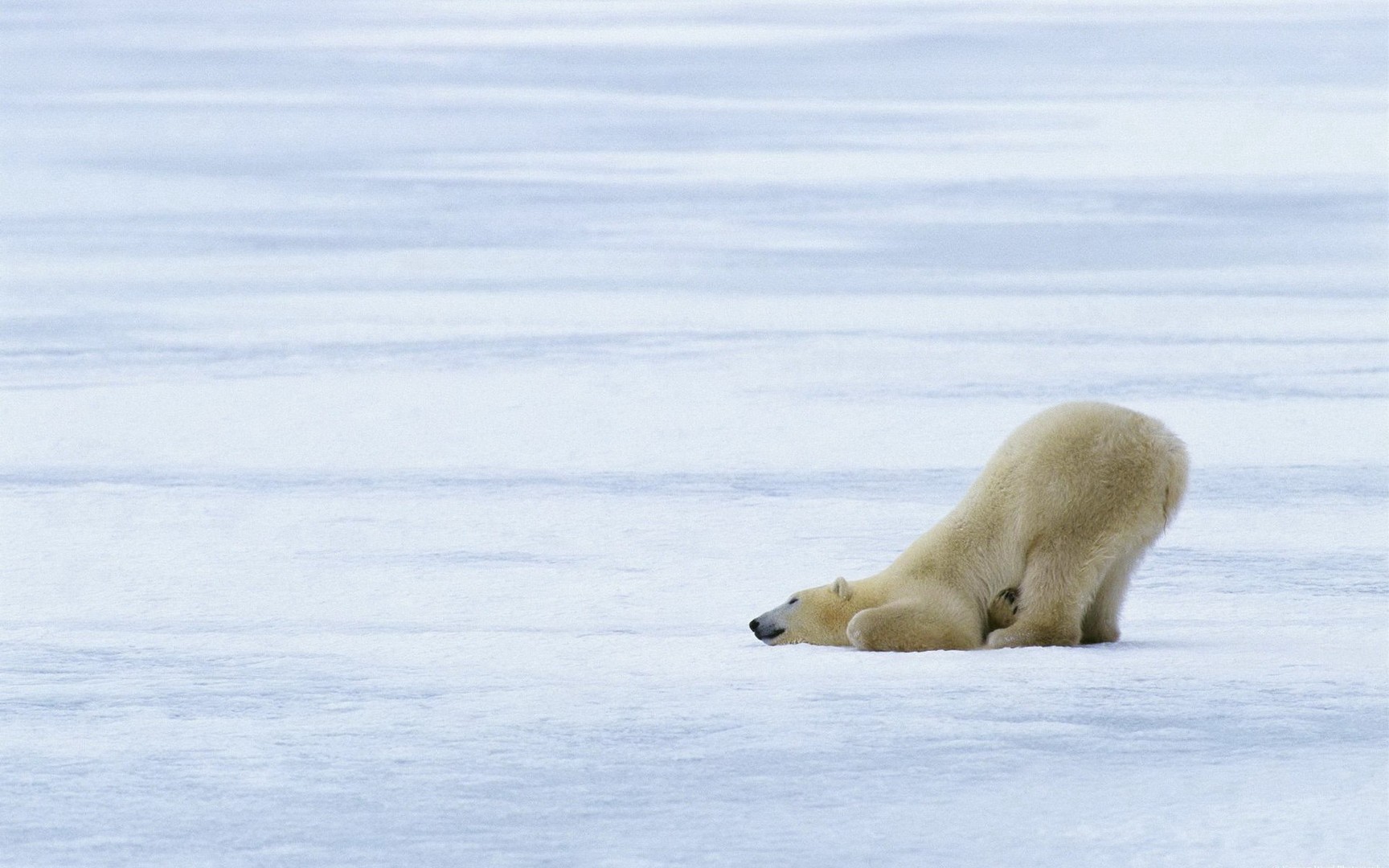 IJsbeer Churchill - Manitoba - Canada - Doets Reizen