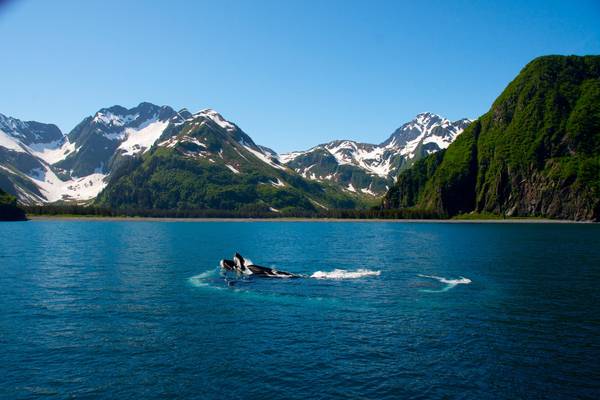 Kenai Fjords National Park - Alaska - Doets Reizen