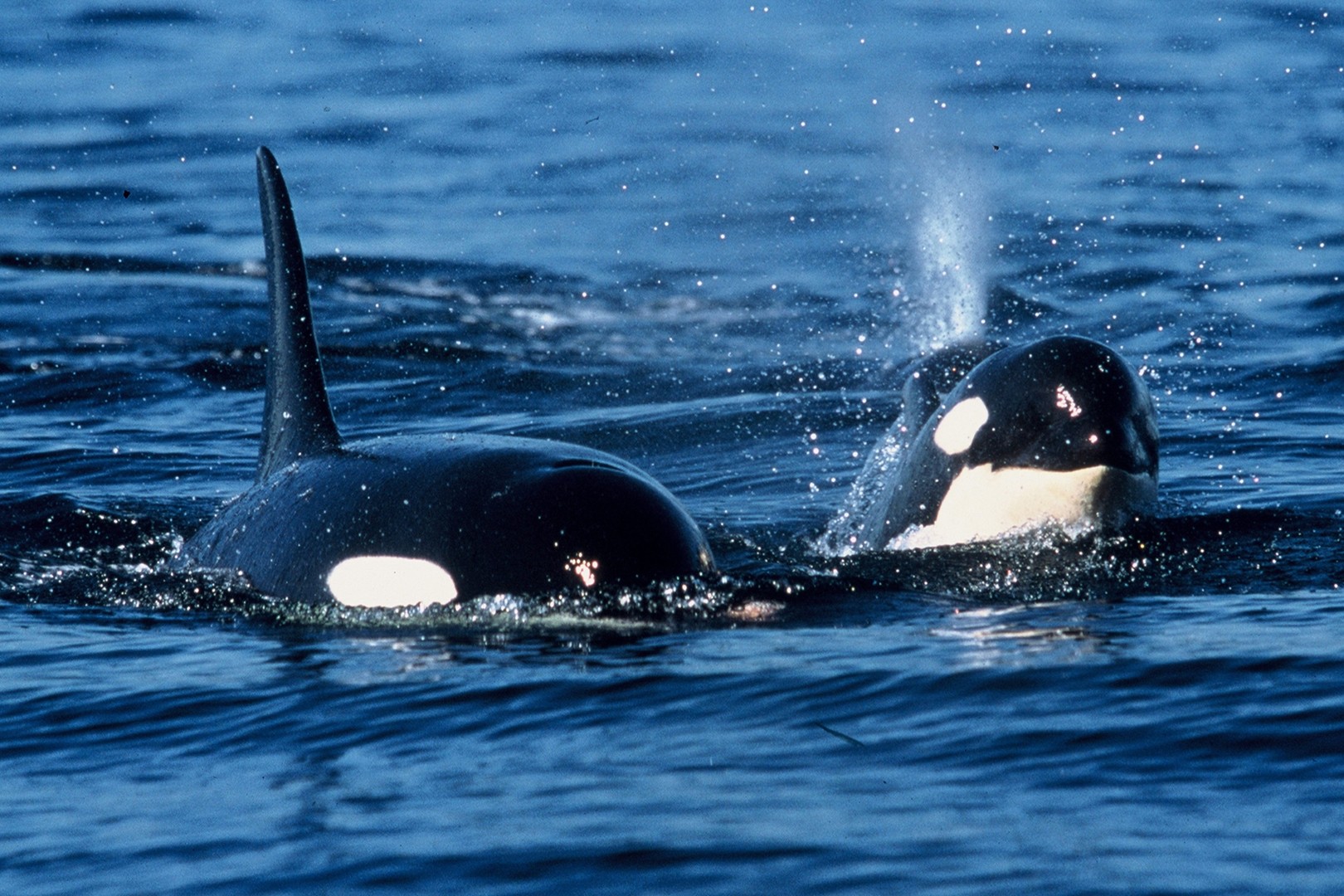 Orka's spotten Victoria - Vancouver Island - British Columbia - Canada - Doets Reizen