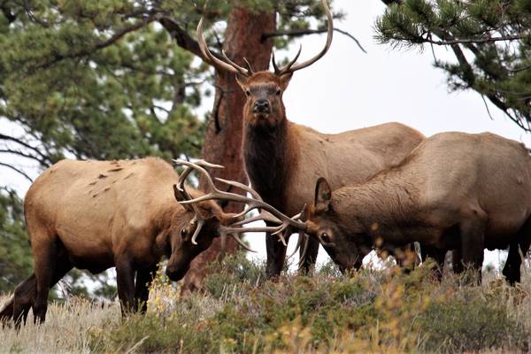 Rocky Mountain National Park - Colorado - Doets Reizen