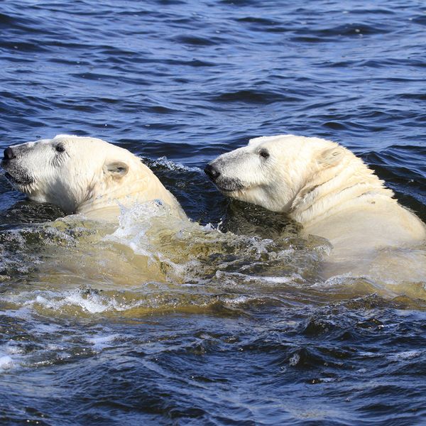 IJsbeer Churchill - Manitoba - Canada - Doets Reizen