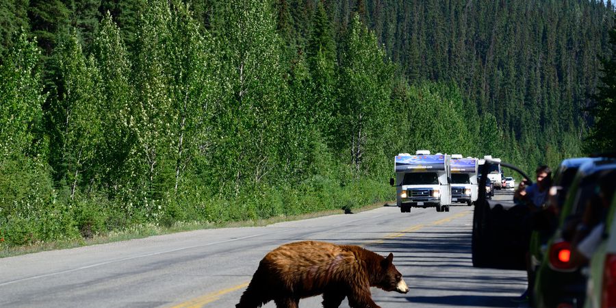 Cruise Canada Icefields Parkway Alberta