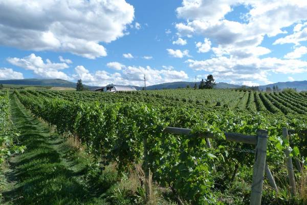 Sperling Vineyards - Kelowna - Okanagan Valley - British Columbia - Canada - Doets Reizen