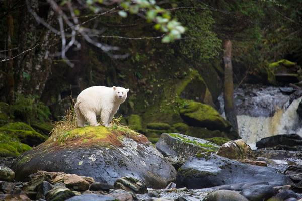 Spirit Bear Lodge - Great Bear Rainforest - Canada - Doets Reizen