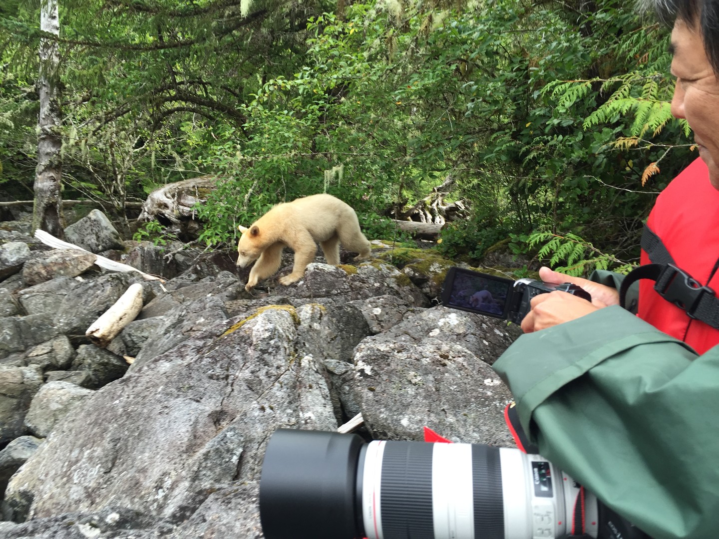 Spirit Bear Lodge - Great Bear Rainforest - British Columbia - Canada - Doets Reizen