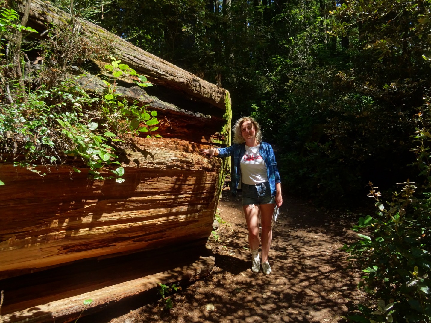 Redwood National Park - California - Amerika - Doets Reizen