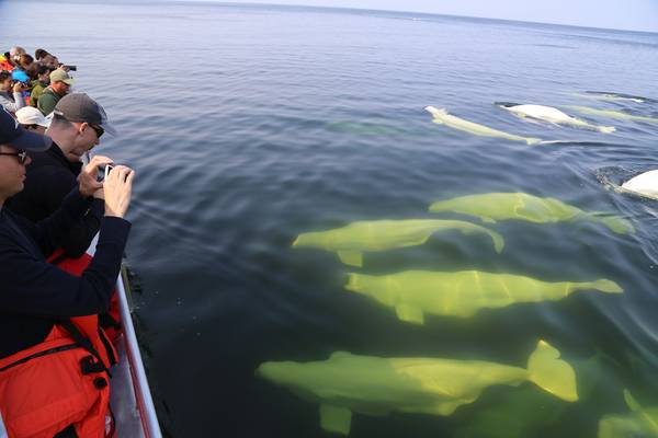 Beluga Churchill - Manitoba - Canada - Doets Reizen