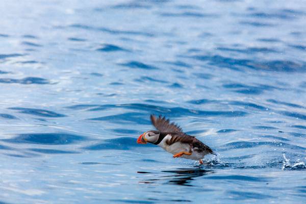 Puffin - Newfoundland & Labrador - Canada - Doets Reizen