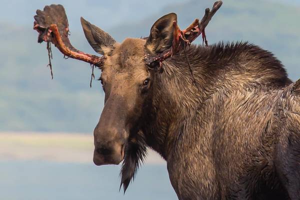 Katmai Wilderness Lodge - Vakantie Alaska - Doets Reizen - Credits to All Alaska Tours and Katmai Wilderness Lodge
