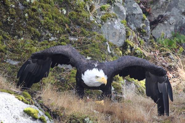 Farewell Harbour Lodge - British Columbia - Canada - Doets Reizen