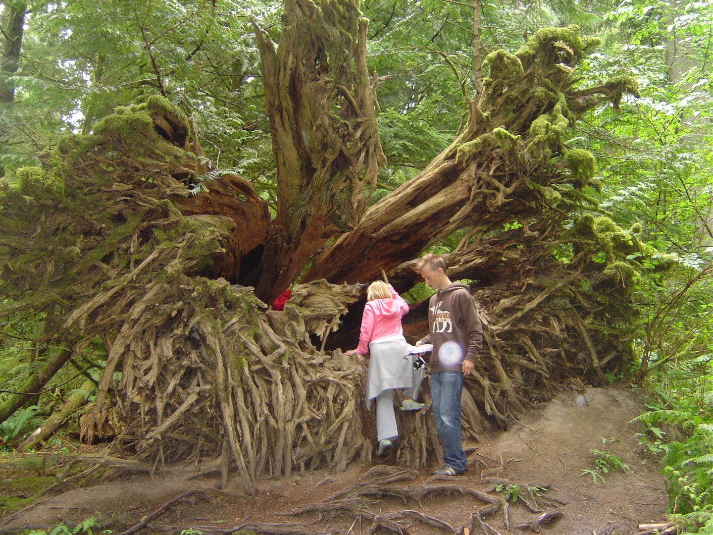 McMIllan Provinciale Park - Cathedral Grove -Vancouver Island - British Columbia - Canada - Doets Reizen