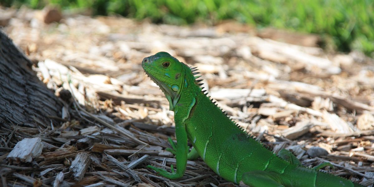 Duck Key - The Keys - Florida - Doets Reizen