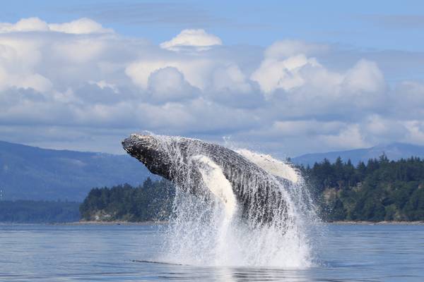 Farewell Harbour Lodge - British Columbia - Canada - Doets Reizen