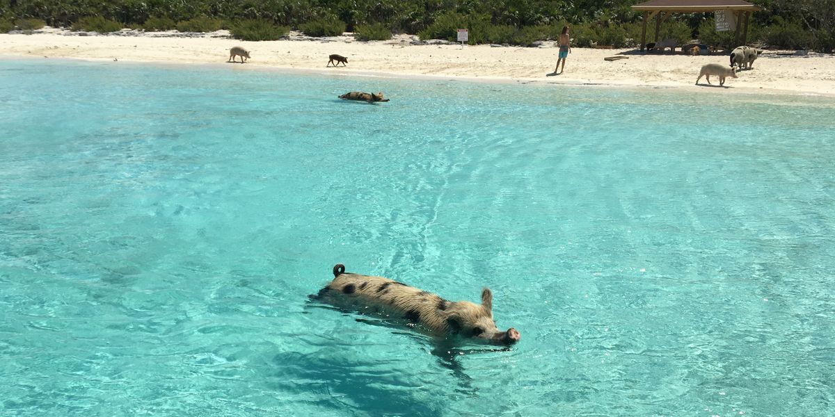 Great Exuma - Cruise Bahamas - Cruisevakantie - Doets Reizen