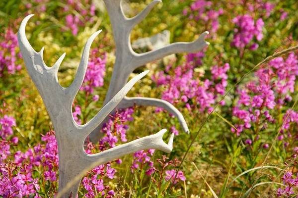 Churchill - Manitoba - Canada - Doets Reizen