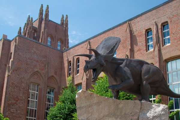 Harvard University Museum of Natural History - Cambridge - Massachusetts - Doets Reizen