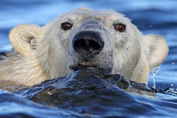 IJsbeer Churchill - Manitoba - Canada - Doets Reizen