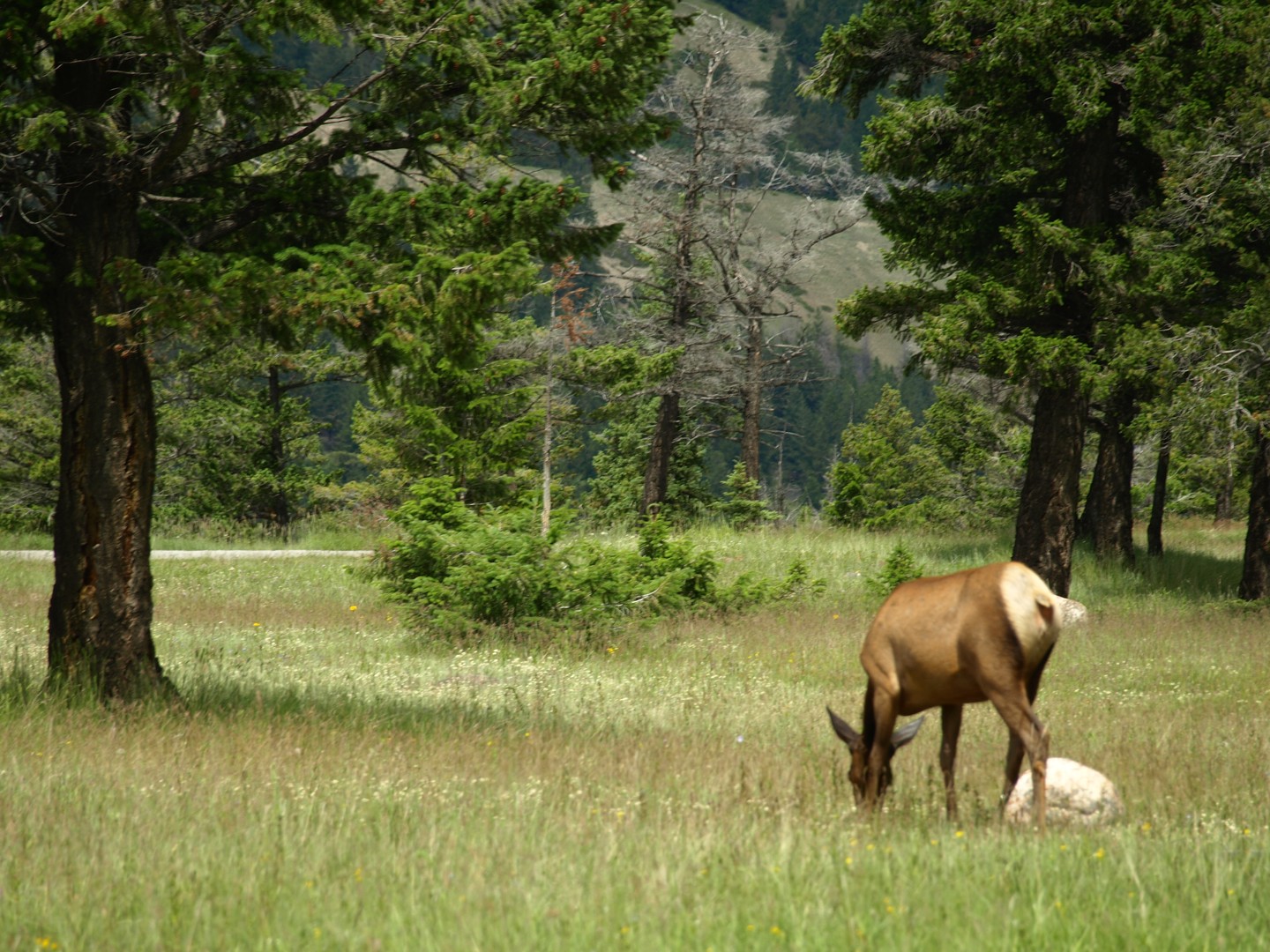 Jasper National Park Wildlife - Alberta - Canada - Doets Reizen