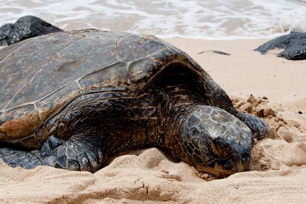 Big Island - Hawaii - Doets Reizen