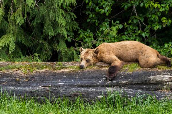 Tide Rip Tours - Telegraph Cove - Vancouver Island - British Columbia - Canada - Doets Reizen