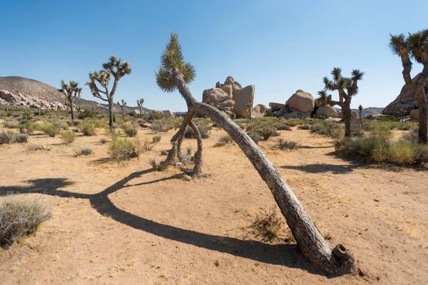 Joshua Tree National Park - California - Amerika - Doets Reizen