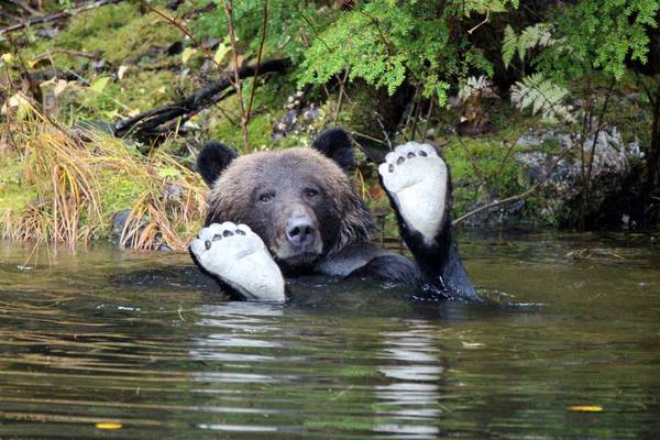 Spirit Bear Lodge - Great Bear Rainforest - British Columbia - Canada - Doets Reizen