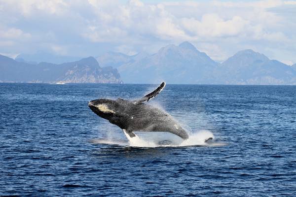 Wildlife - British Columbia - Canada - Doets Reizen