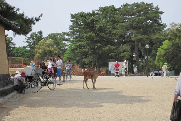 Nara - Japan - Doets Reizen