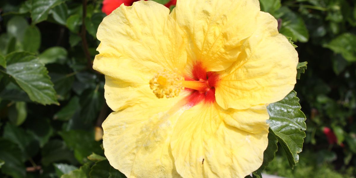 Bloemen - Hawaii - Amerika - Doets Reizen