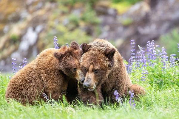 Spirit Bear Lodge - Great Bear Rainforest - British Columbia - Canada - Doets Reizen