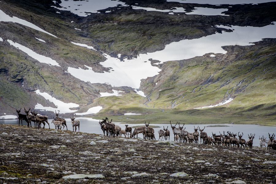 Zweeds Lapland- Doets Reizen - Vakantie Zweden - Credits SwedishLapland.com