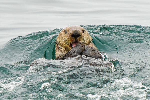 Spirit Bear Lodge - Great Bear Rainforest - Canada - Doets Reizen